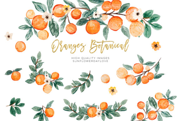 Download Orange Summer Clipart, Citrus Clipart - Orange Collection